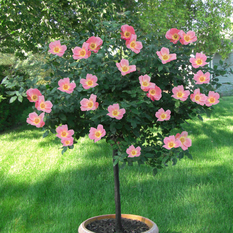 A photo of the Rainbow Knock Out® Rose Tree