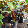 Red Abyssinian Banana Tree