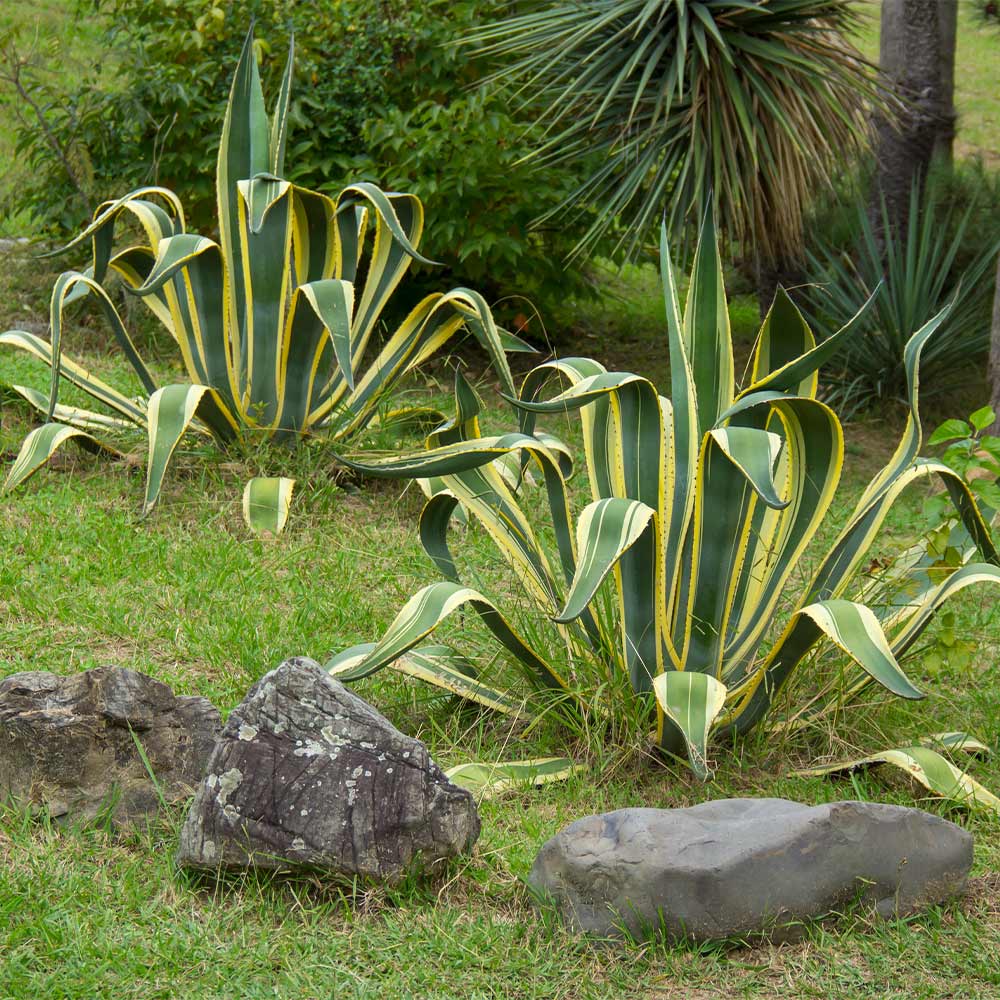 A photo of the Variegated Century Plant