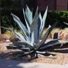 Blue American Agave Plant