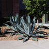 Blue American Agave Plant