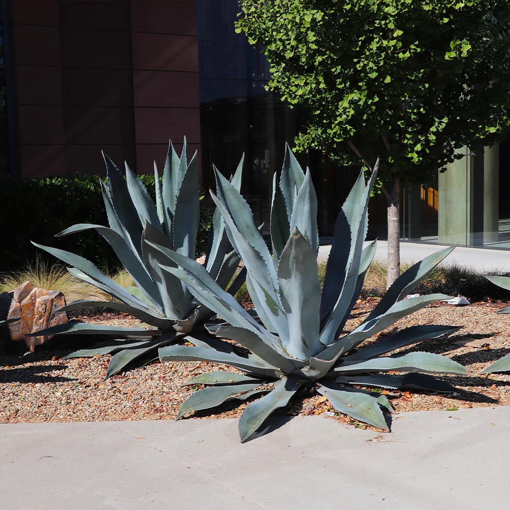 #4 - Blue American Agave Plant