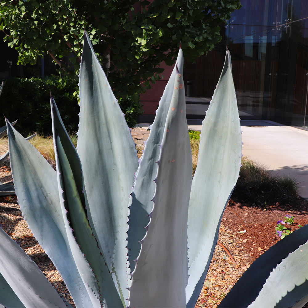 #3 - Blue American Agave Plant