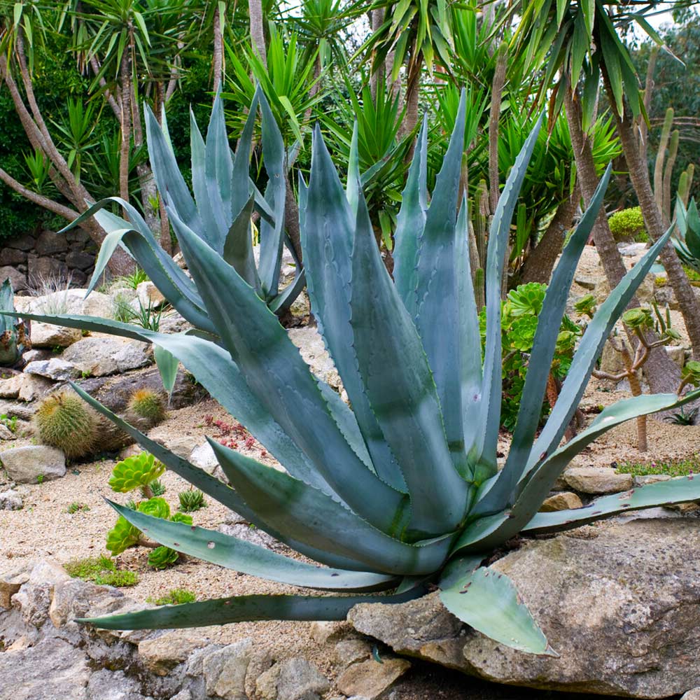 Blue American Agave Plant