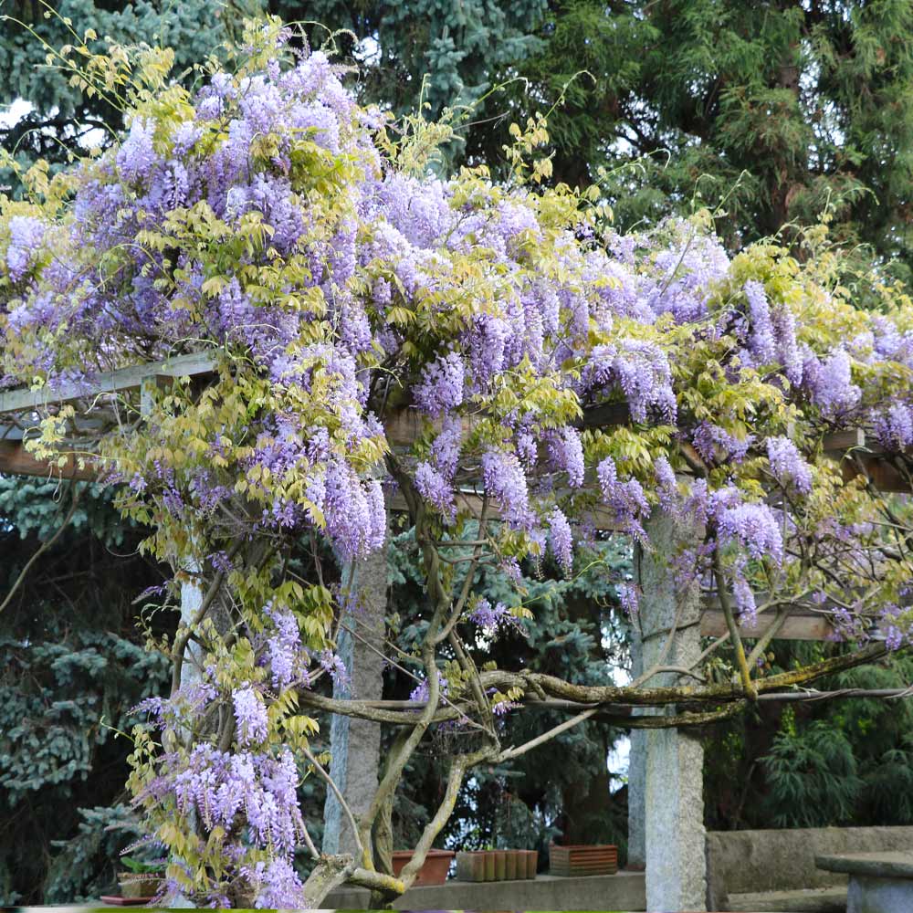 #3 - Amethyst Falls Wisteria Vine