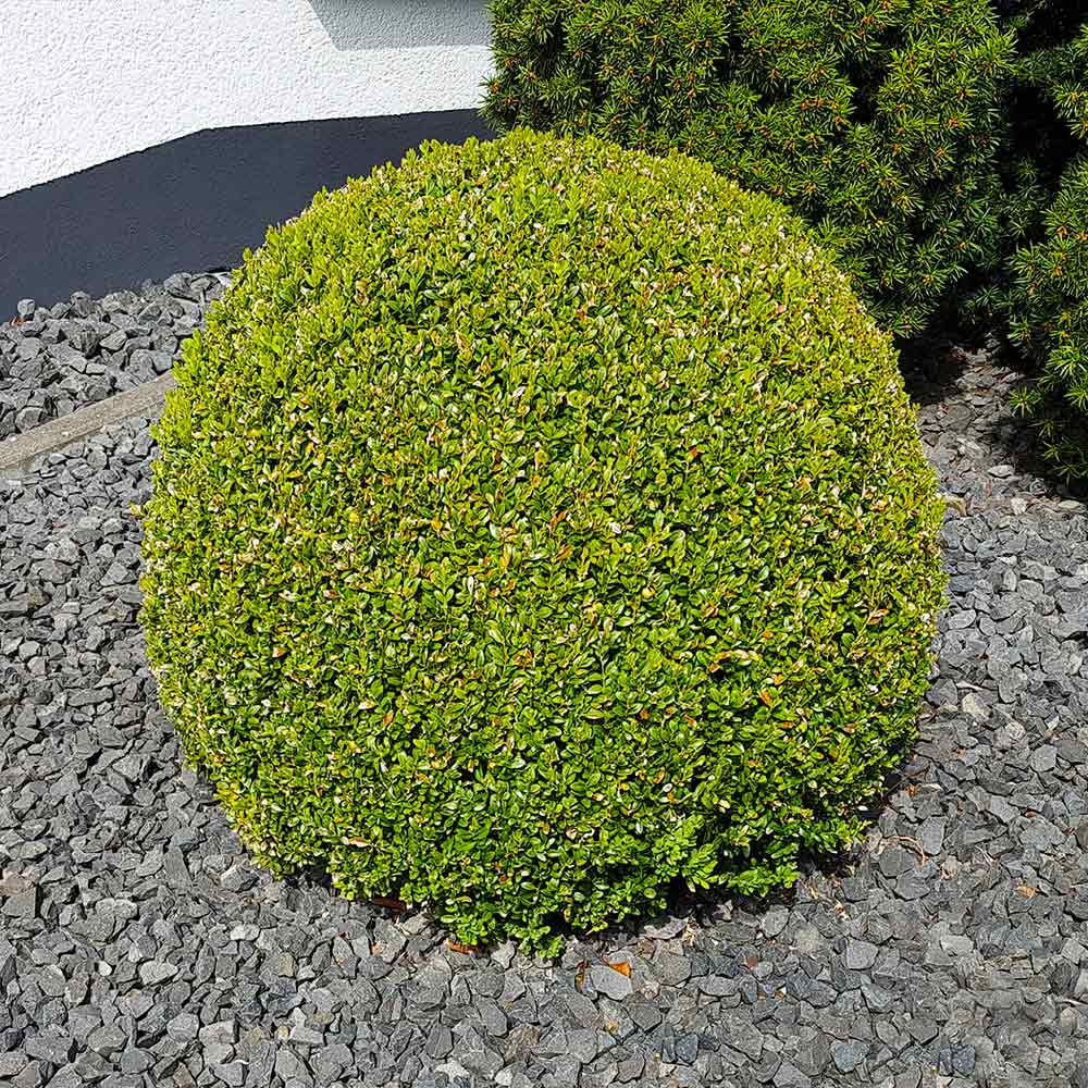 #5 - American Boxwood Shrub