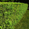 American Boxwood Shrub