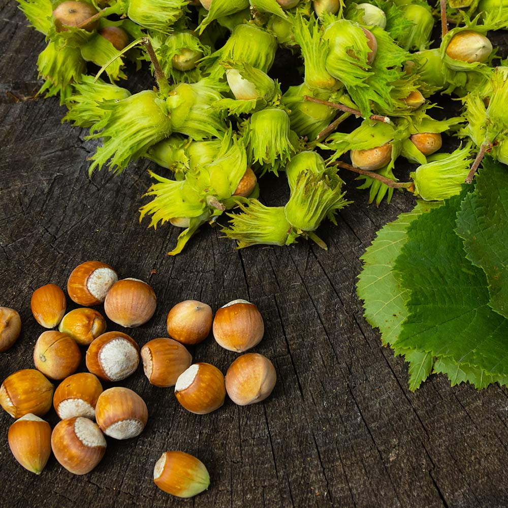 #1 - American Hazelnut Tree