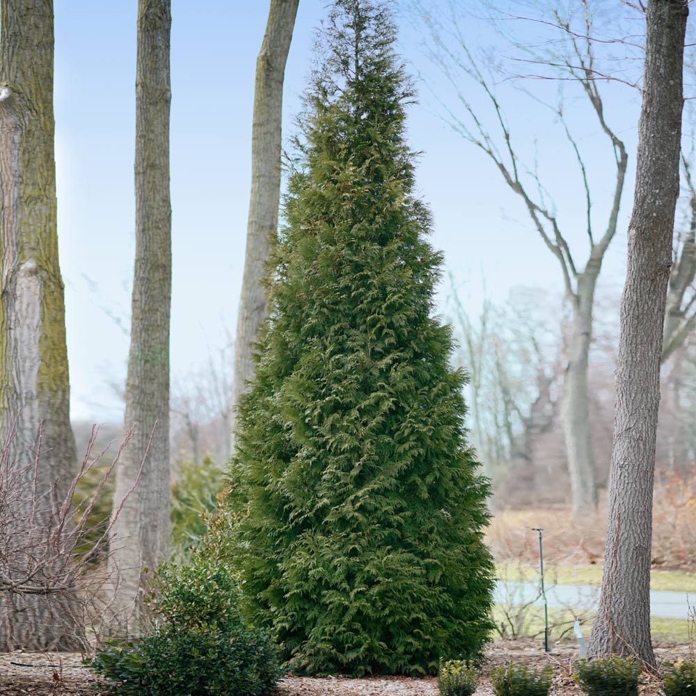 #3 - Full Speed A Hedge® American Pillar Arborvitae