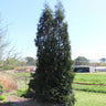 Full Speed A Hedge® American Pillar Arborvitae