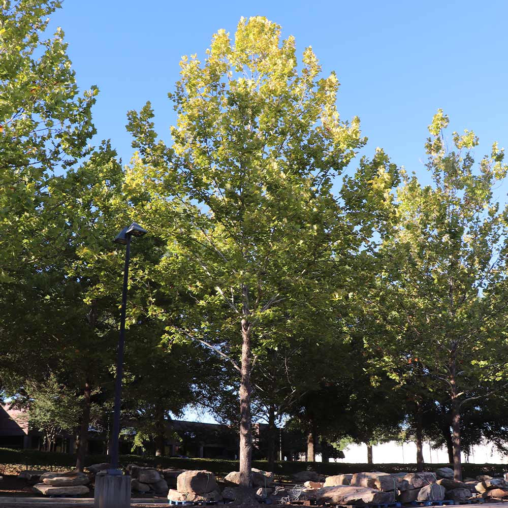 #3 - American Sycamore Tree