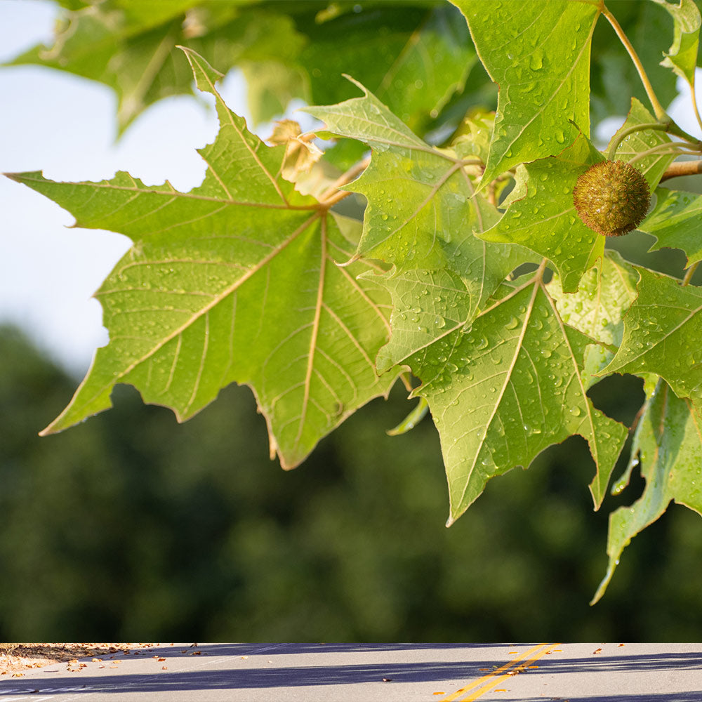#2 - American Sycamore Tree