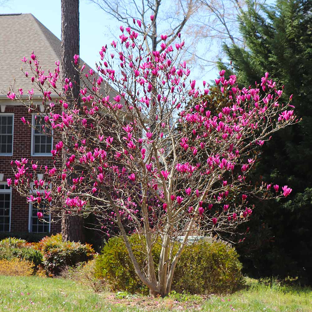 #3 - Ann Magnolia Tree