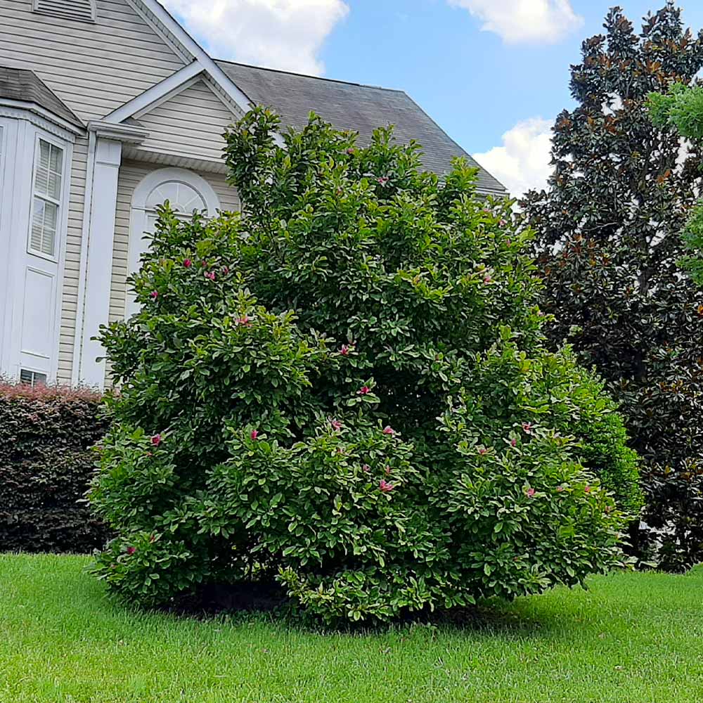 #4 - Ann Magnolia Tree