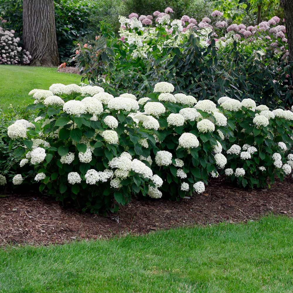 #2 - Annabelle Hydrangea Shrub