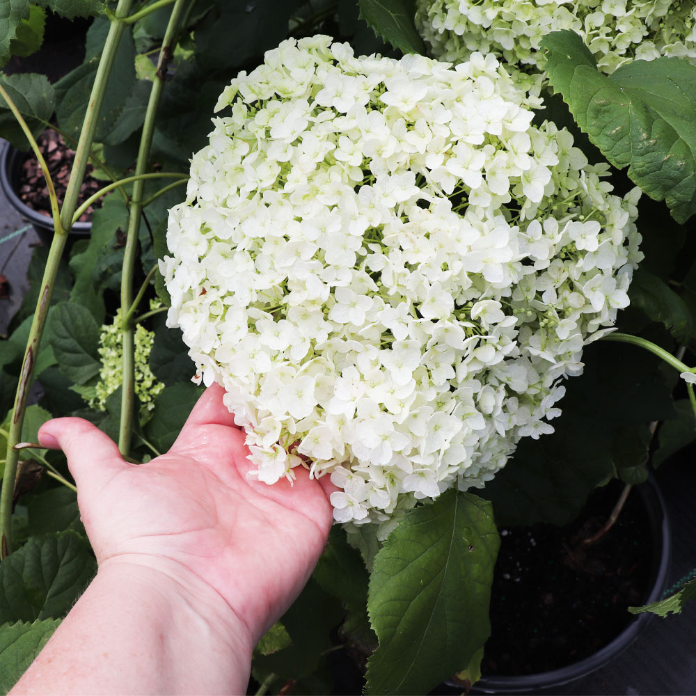 #3 - Annabelle Hydrangea Shrub