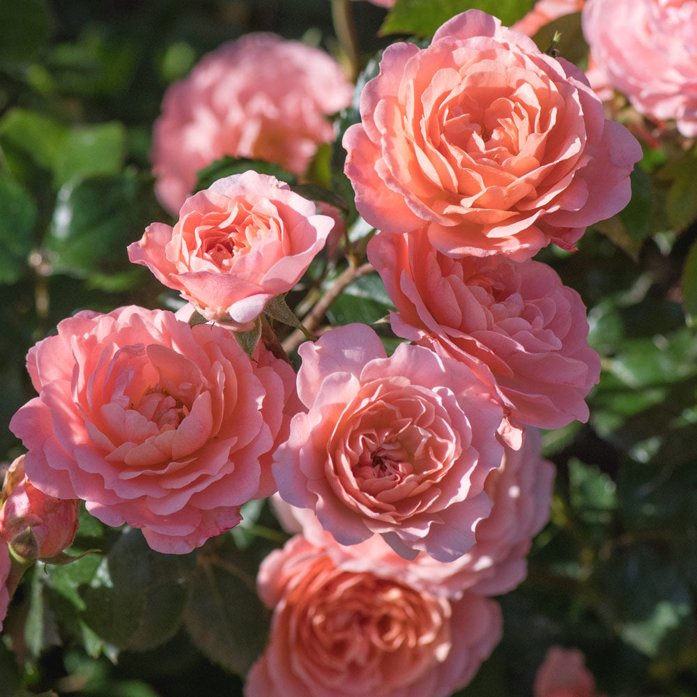 A photo of the Apricot Drift® Rose