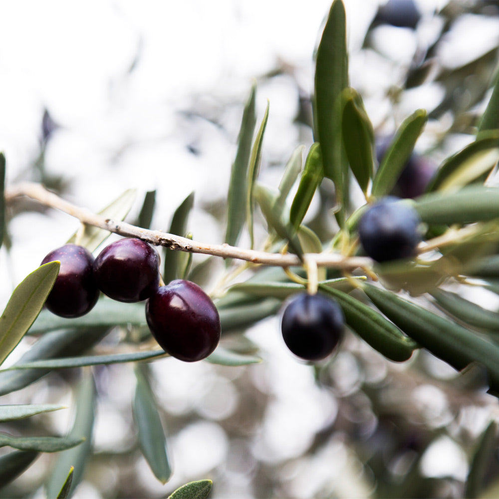 #4 - Arbequina Olive Tree