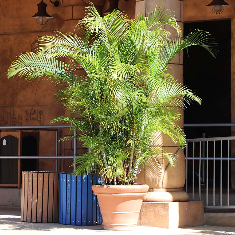 #5 - Areca Palm Tree