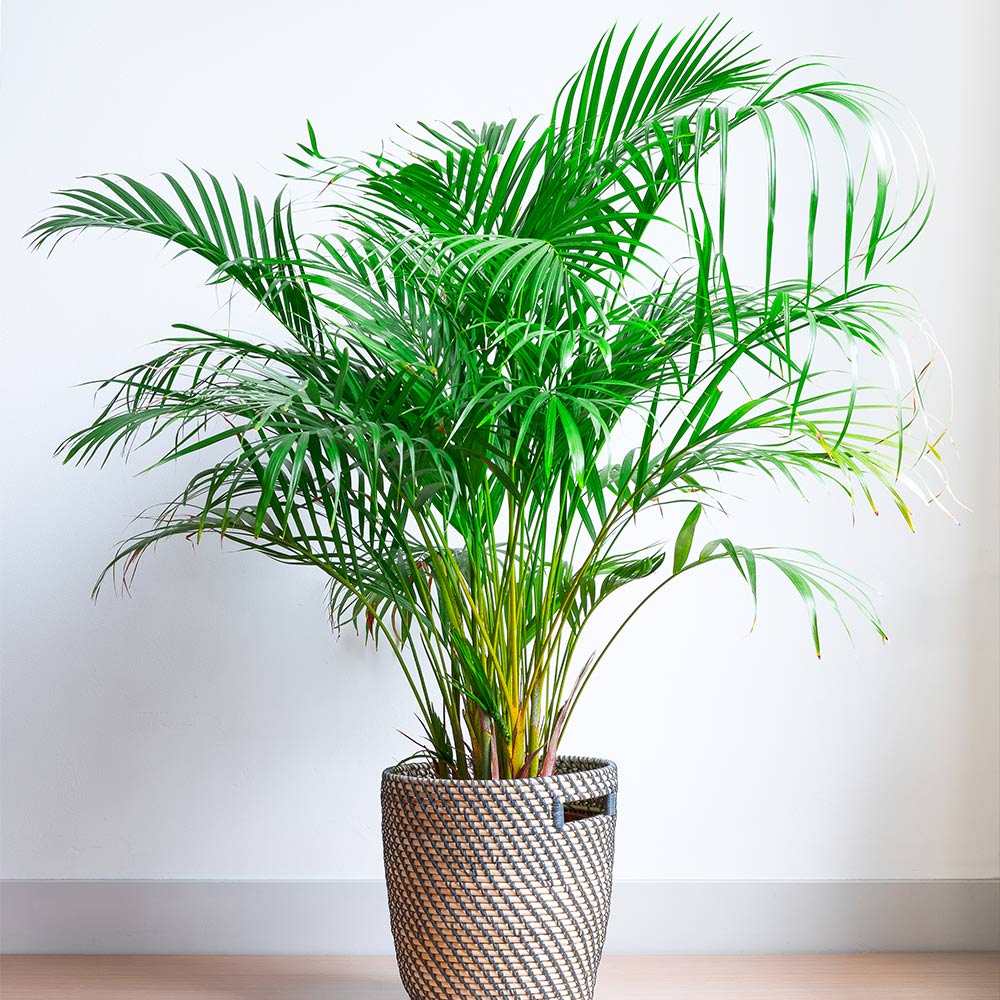 #3 - Areca Palm Tree