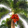 Areca Palm Tree