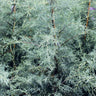 Drought-Tolerant Evergreen Tree