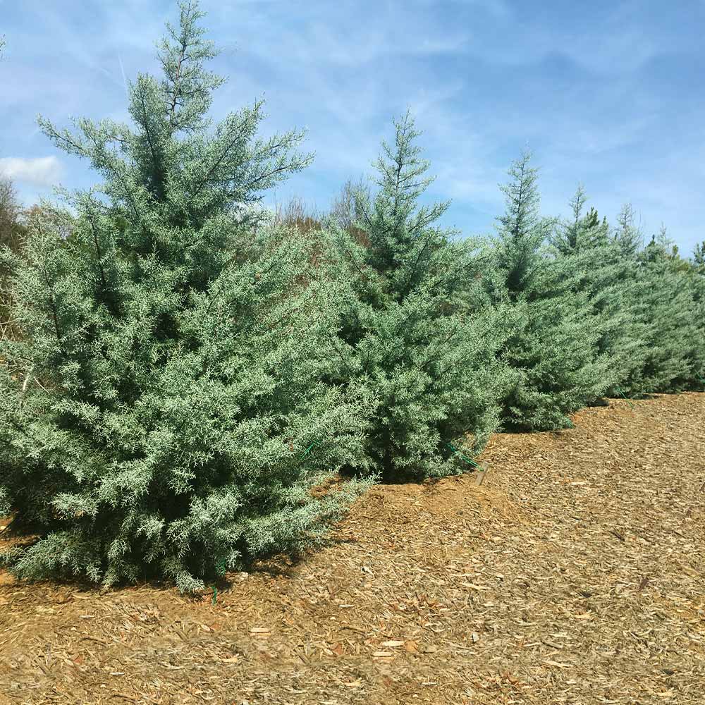 Drought-Tolerant Evergreen Tree