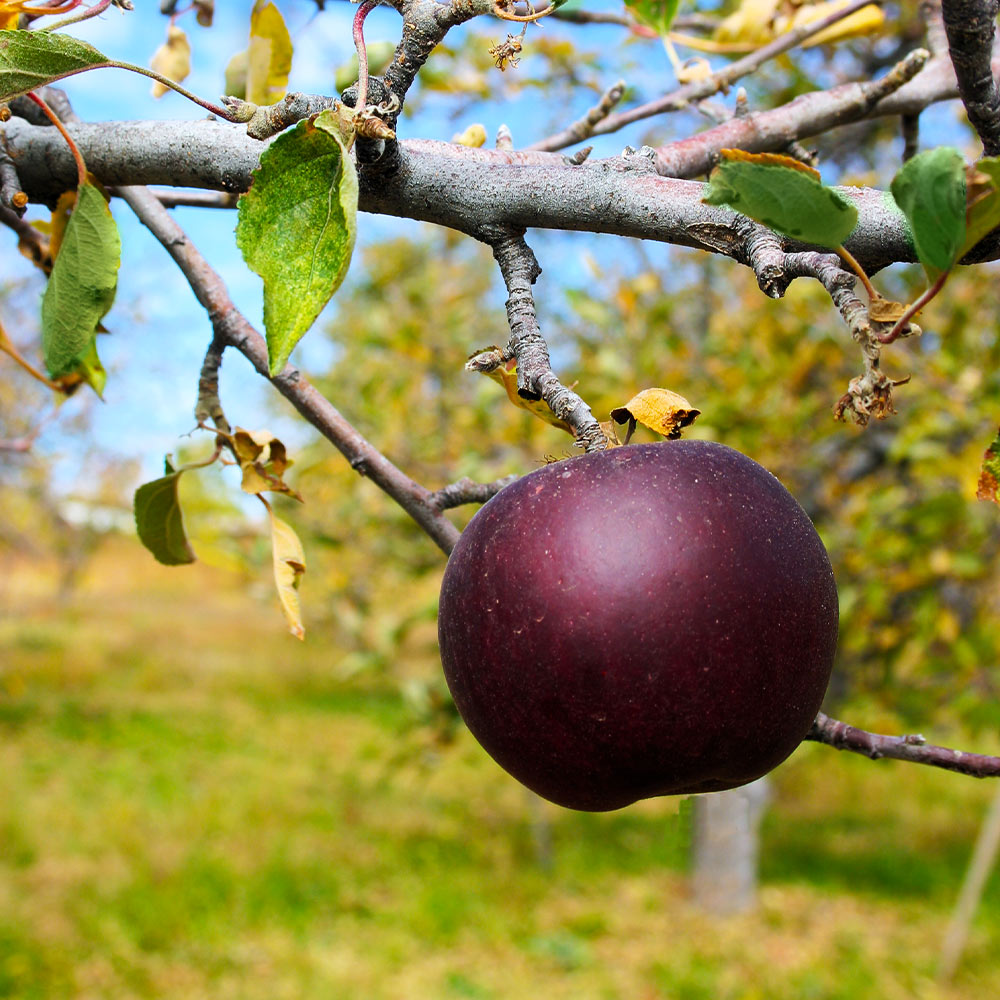 #2 - Arkansas Black Apple Tree