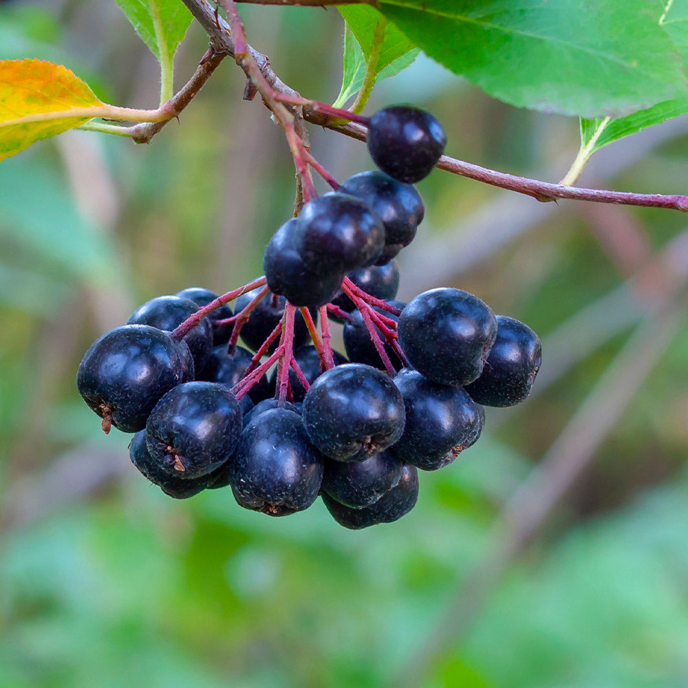 #4 - Viking Aronia Chokeberry Bush