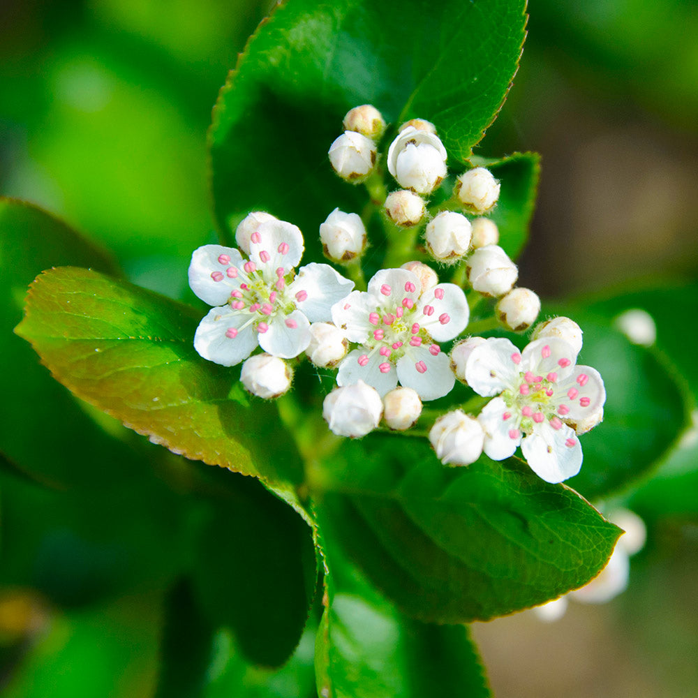 #3 - Viking Aronia Chokeberry Bush
