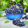 Viking Aronia Chokeberry Bush