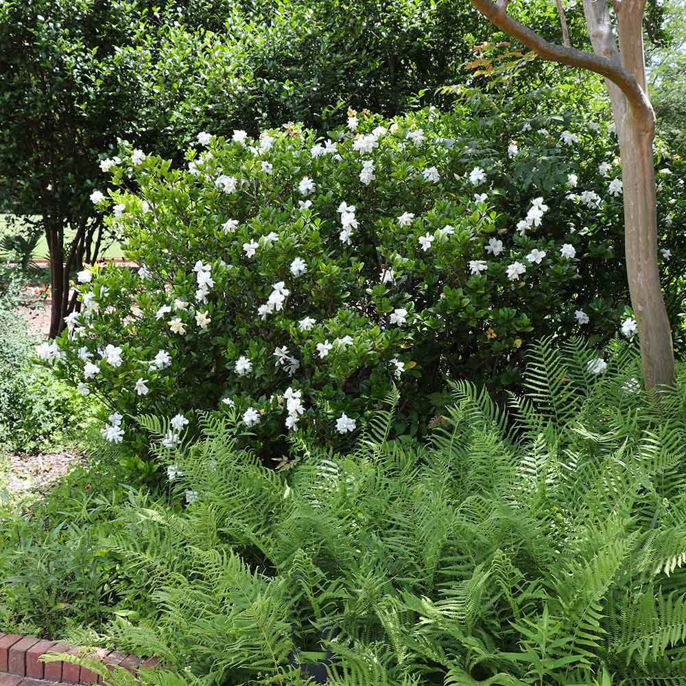 #3 - August Beauty Gardenia Shrub