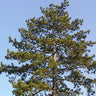 Austrian Pine Tree