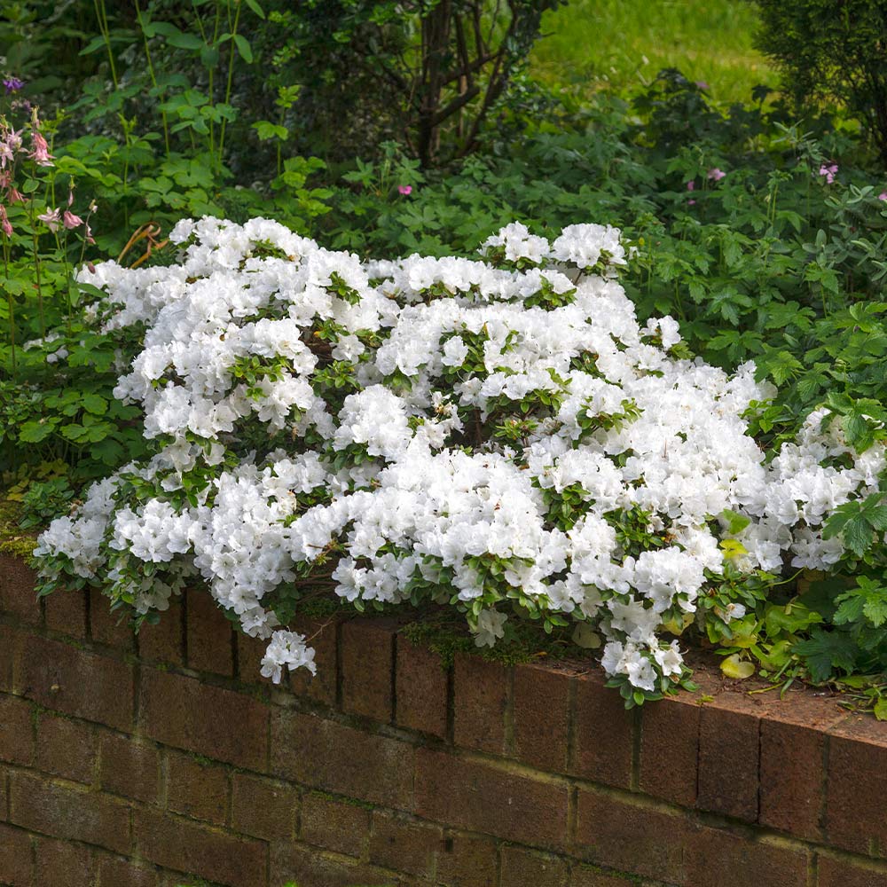 A photo of the Autumn Angel® Encore® Azalea Shrub