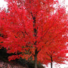 Autumn Blaze® Maple Tree