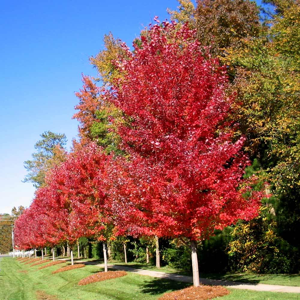 #2 - Autumn Blaze® Maple Tree