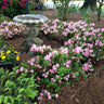 Autumn Debutante® Encore® Azalea Shrub