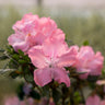 Autumn Debutante® Encore® Azalea Shrub
