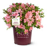 Autumn Debutante® Encore® Azalea Shrub