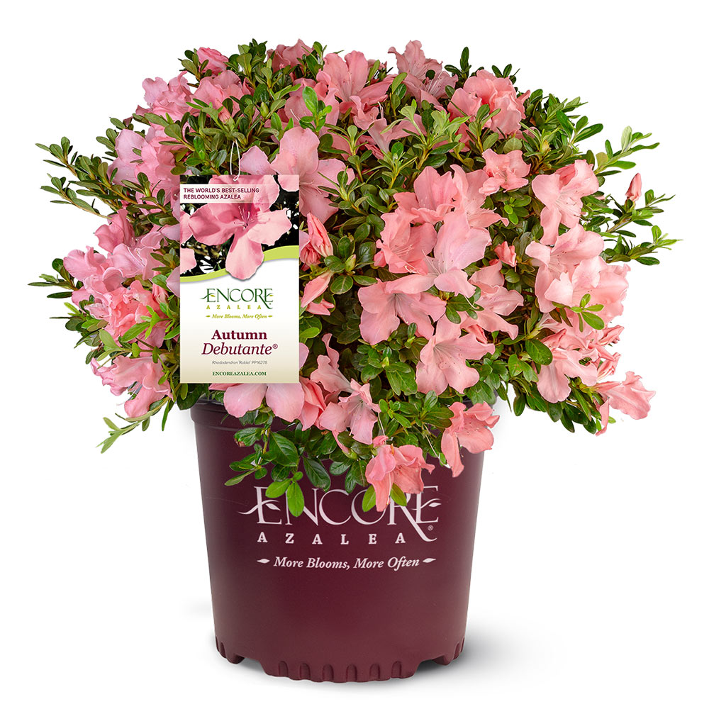 #4 - Autumn Debutante® Encore® Azalea Shrub