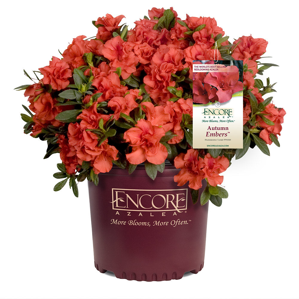 #4 - Autumn Embers® Encore® Azalea Shrub