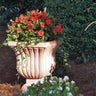 Autumn Embers® Encore® Azalea Shrub