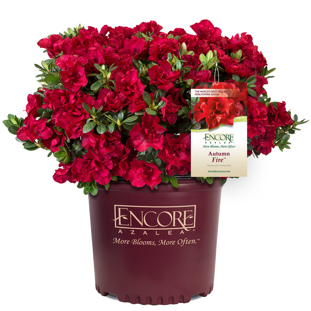 #2 - Autumn Fire® Encore® Azalea Shrub