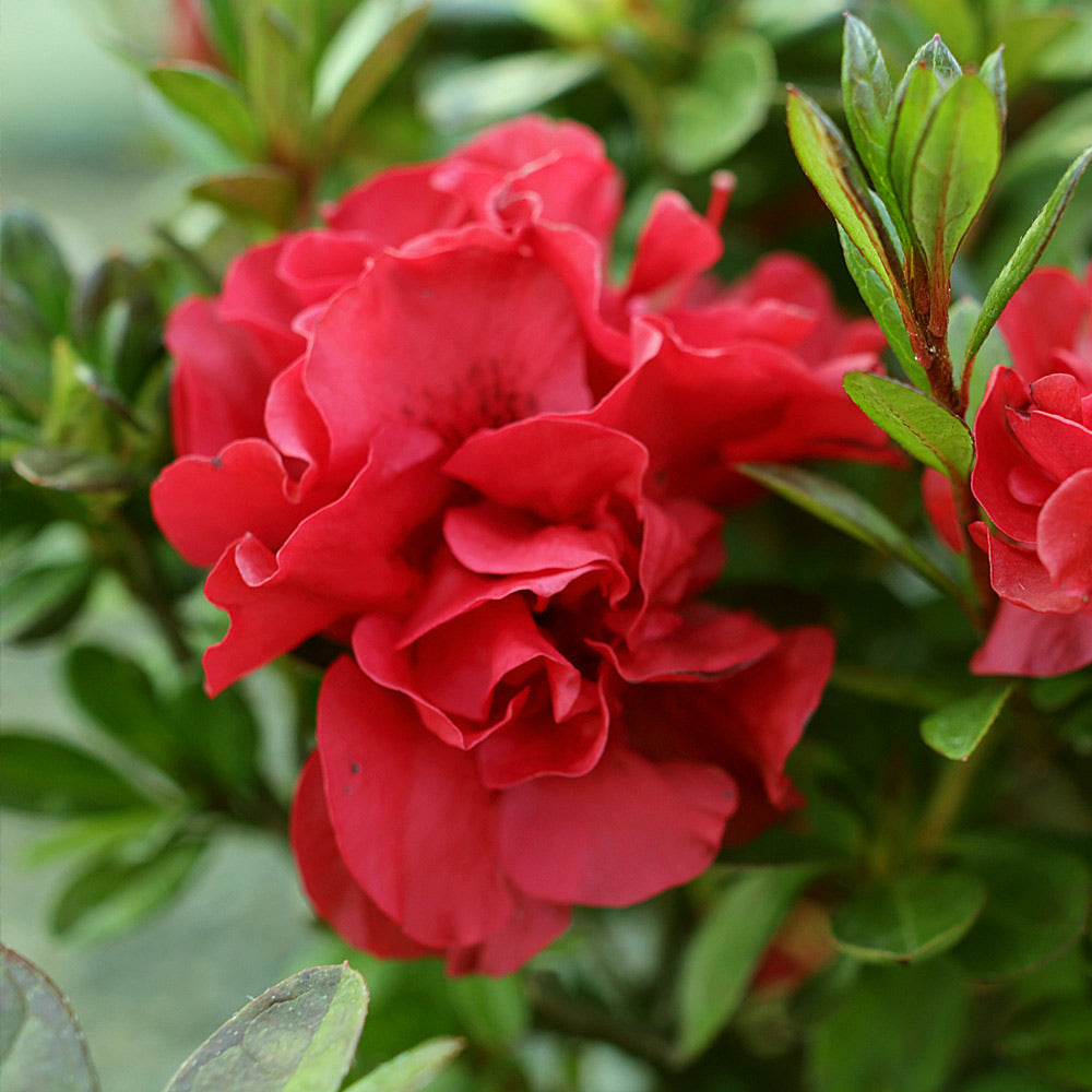 A photo of the Autumn Fire® Encore® Azalea Shrub