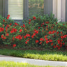 Autumn Fire® Encore® Azalea Shrub