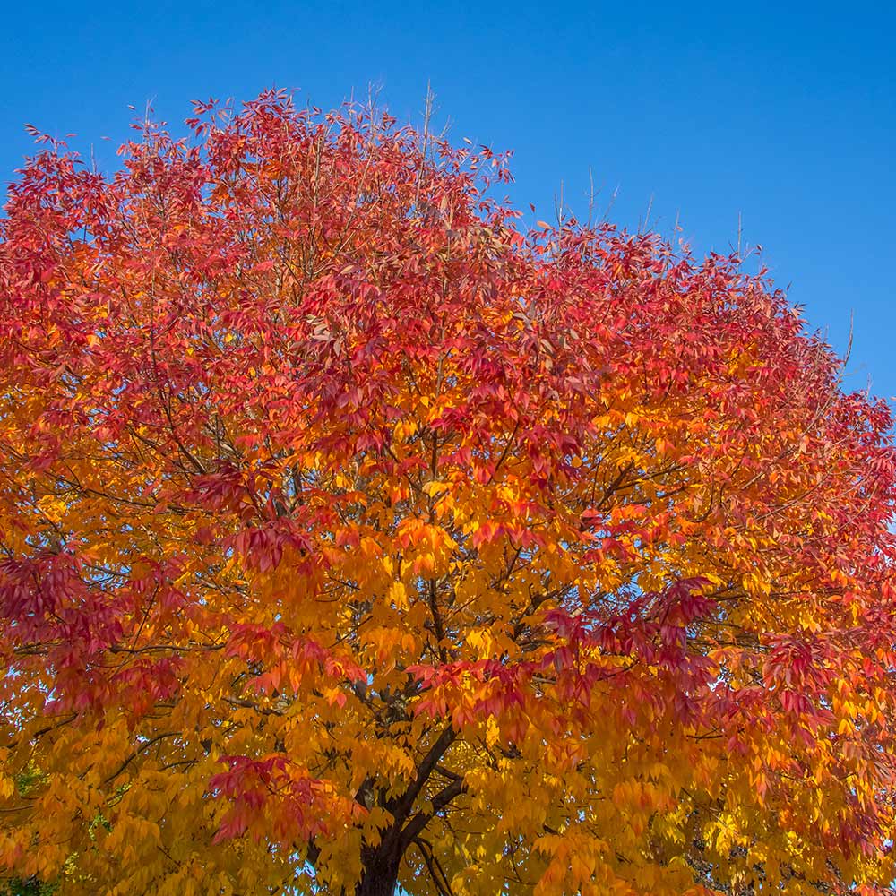 #1 - Autumn Purple Ash Tree