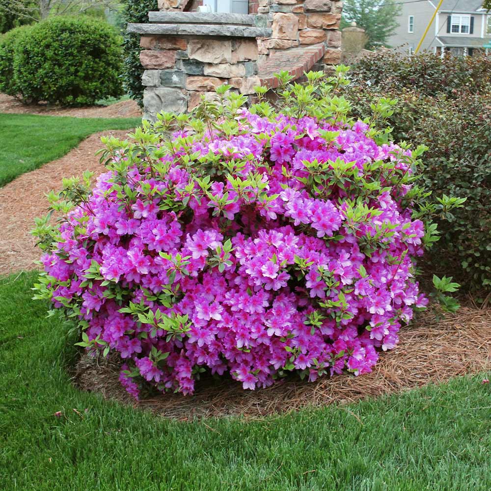 A photo of the Autumn Royalty® Encore® Azalea Shrub