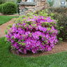 Autumn Royalty® Encore® Azalea Shrub