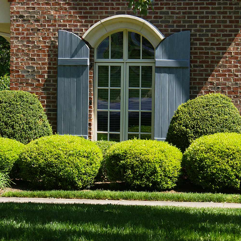 A photo of the Baby Gem™ Boxwood Shrub