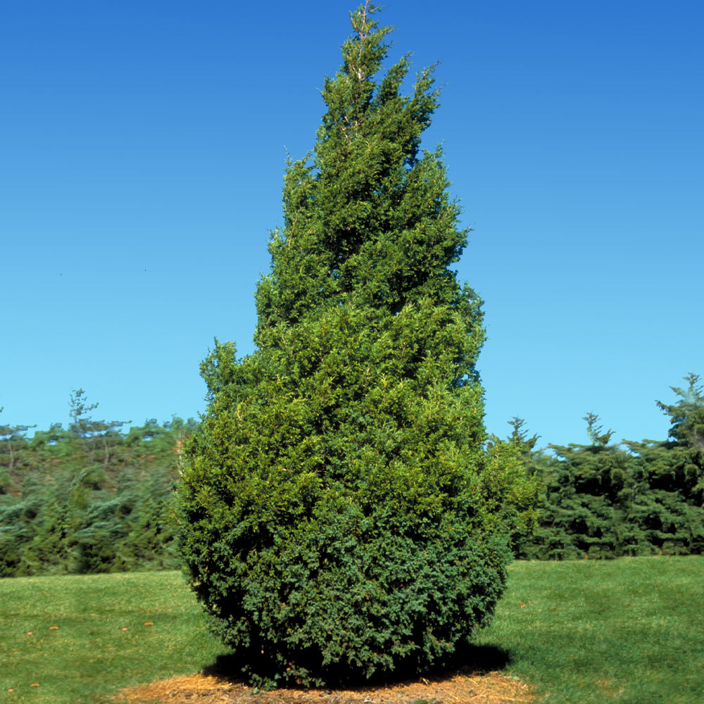 A photo of the Baby Giant Thuja Tree